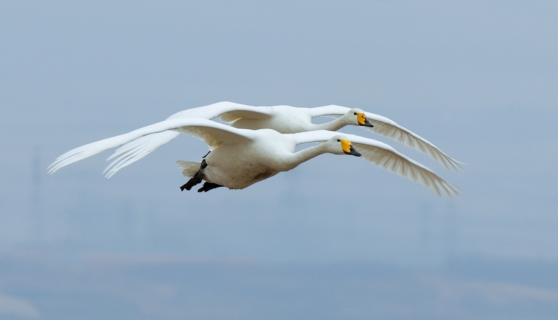 白天鹅情侣比翼齐飞,诠释美好爱情