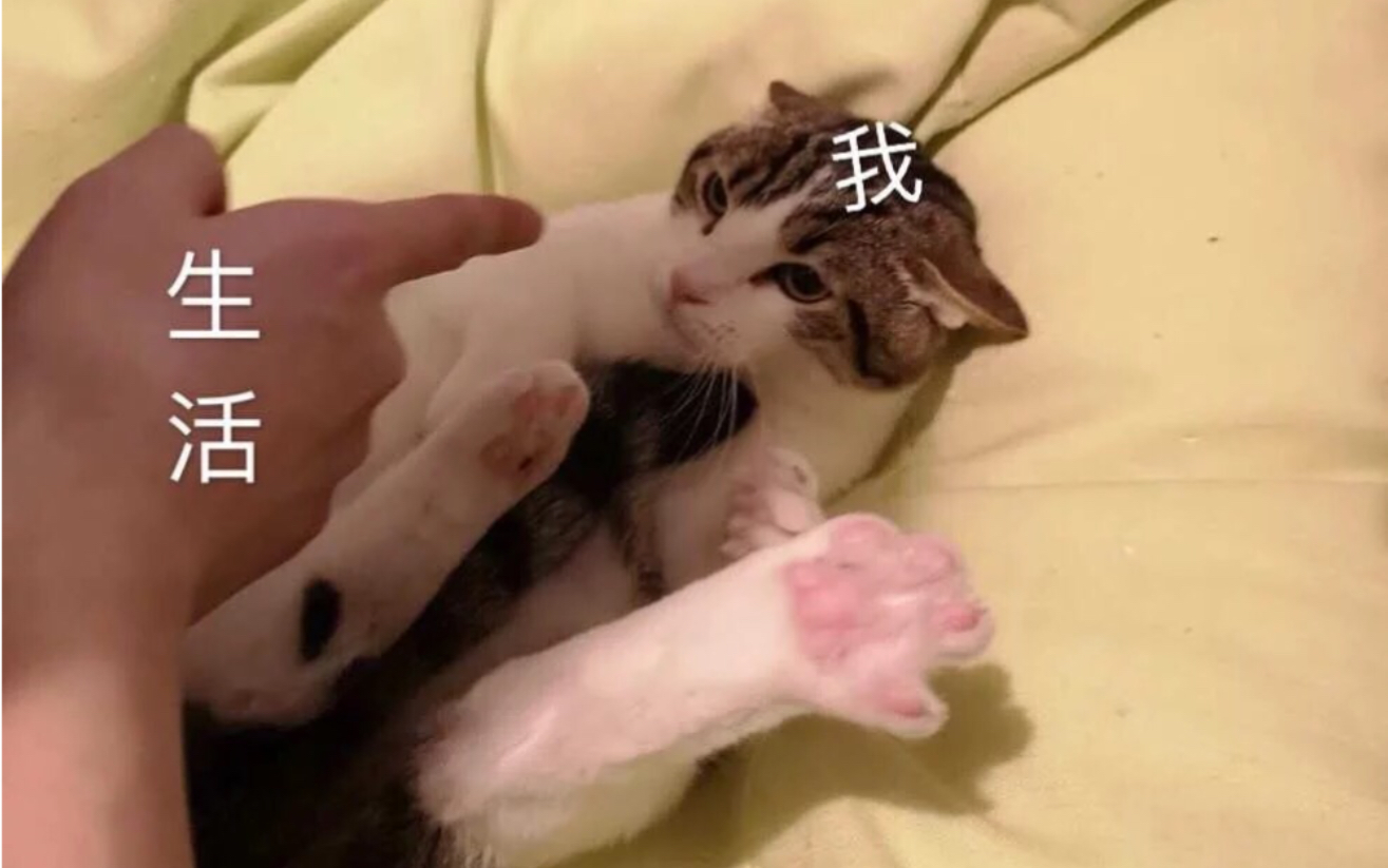 沈阳猫咖~哔哩哔哩bilibili