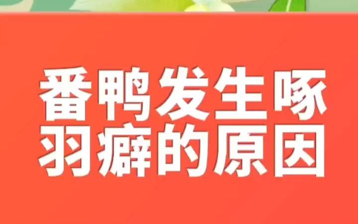 番鸭发生啄羽癖的原因番鸭啄羽癖的病因?番鸭啄羽有什么办法解决?肉用番鸭啄羽原因分析及其防治?番鸭互相啄毛怎么防治?番鸭为什会啄毛?鸭叨毛是...