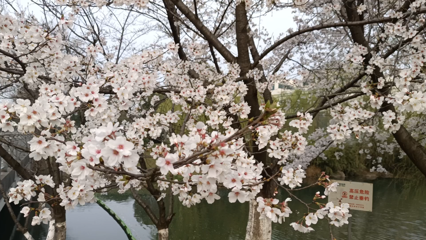 [图]An ordinary day in spring