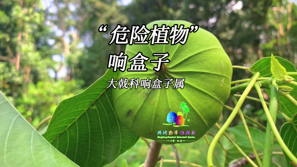 “危险植物”响盒子_哔哩哔哩_bilibili