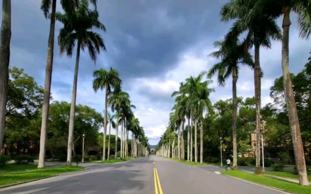 台湾大学椰林大道