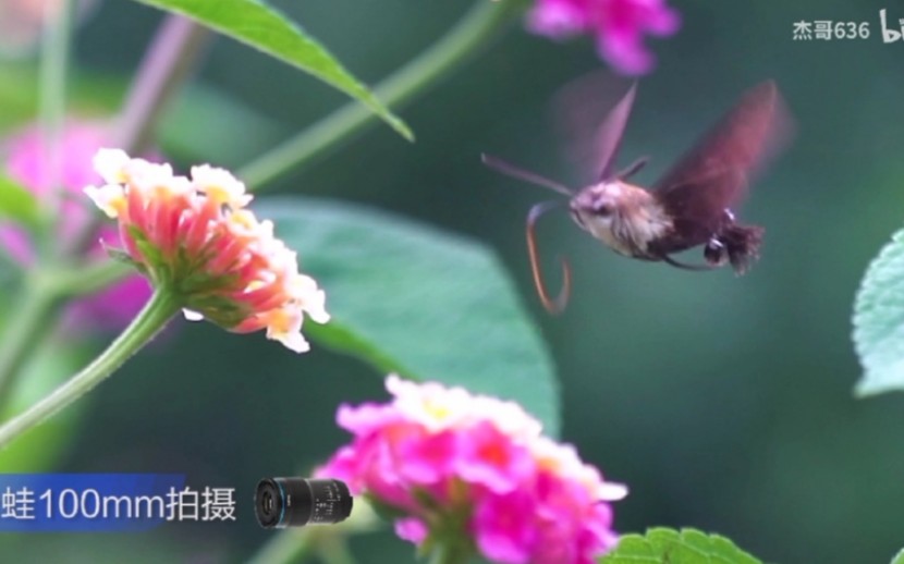 【视频】像鸟一样飞行的最变态的昆虫一一蜂鸟鹰蛾哔哩哔哩bilibili