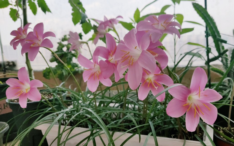 [图]【风雨兰】控水虐了一个月后，绽放出雨后夏天的模样。