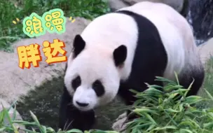 Descargar video: 240902 乐宝/园欣：上班路上有点小着急，也会闻闻花香的浪漫panda😝