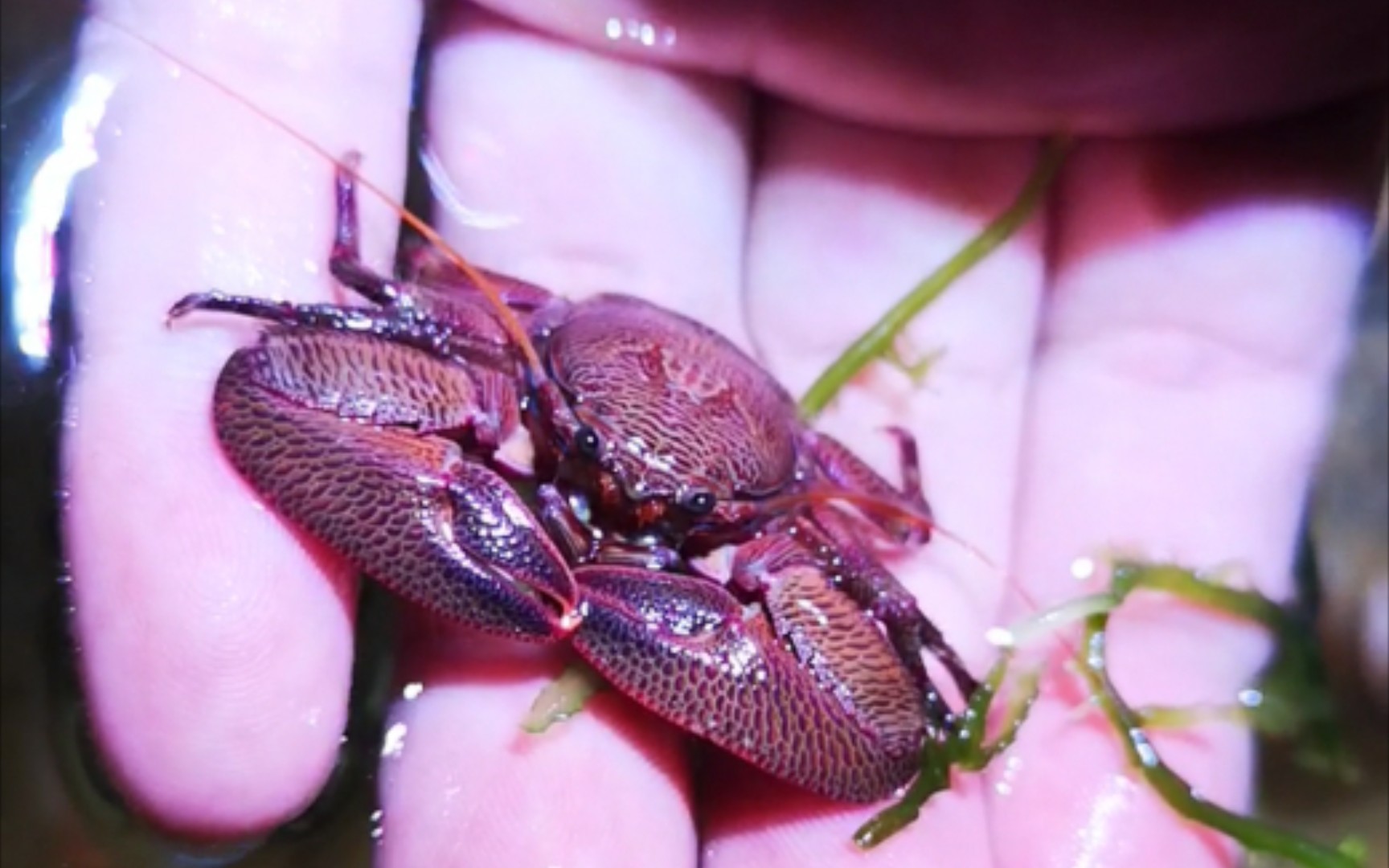 鳞鸭岩瓷蟹 petrolisthes boscii