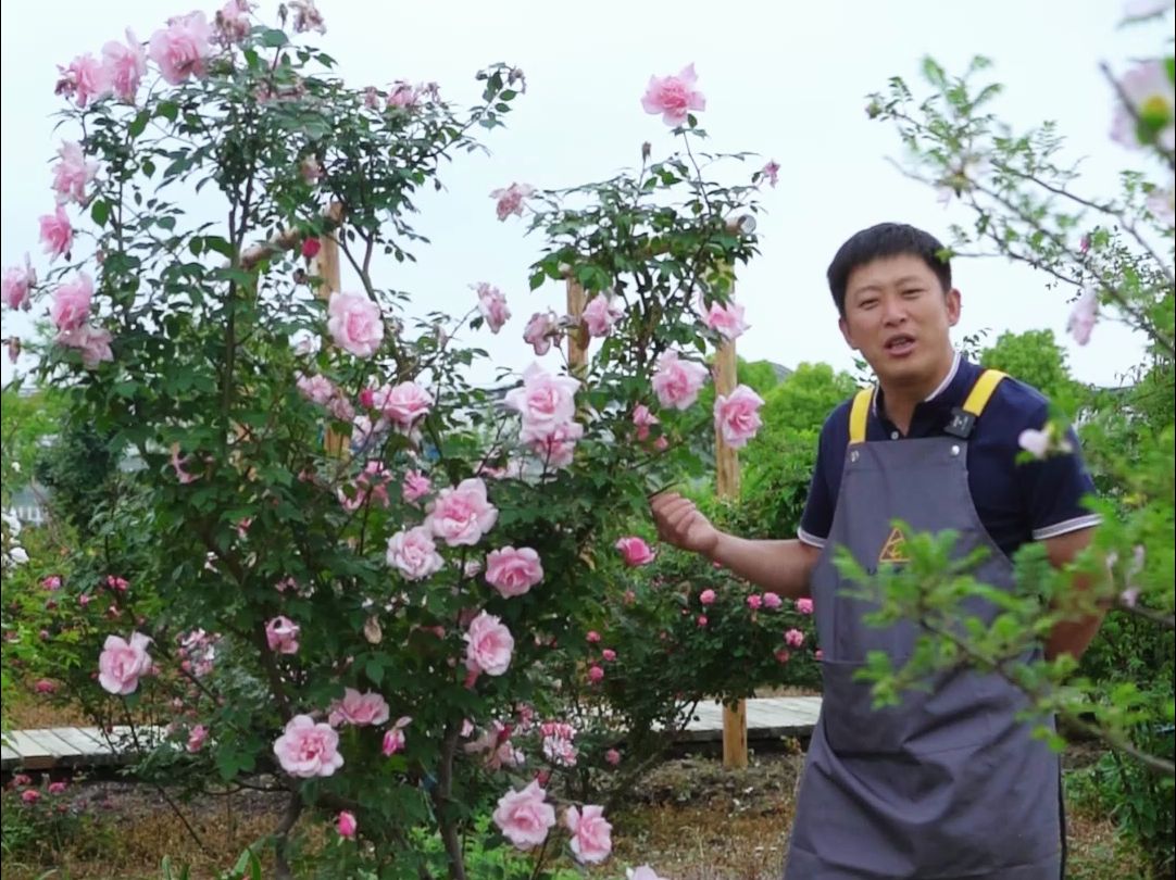 【天狼月季】中国古老月季,感受野性的自然美哔哩哔哩bilibili