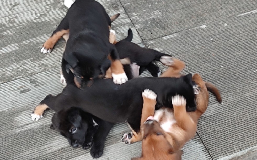 以防万一你们没见过小狗打群架