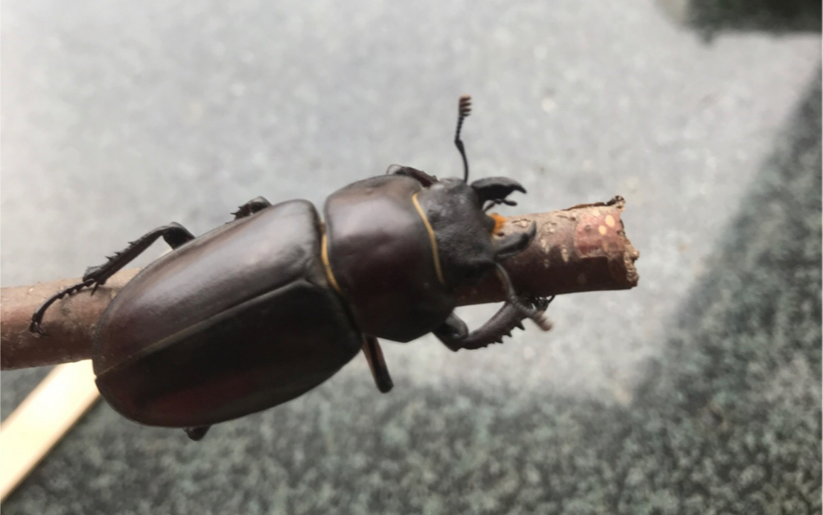 东北采集斑股深山锹甲