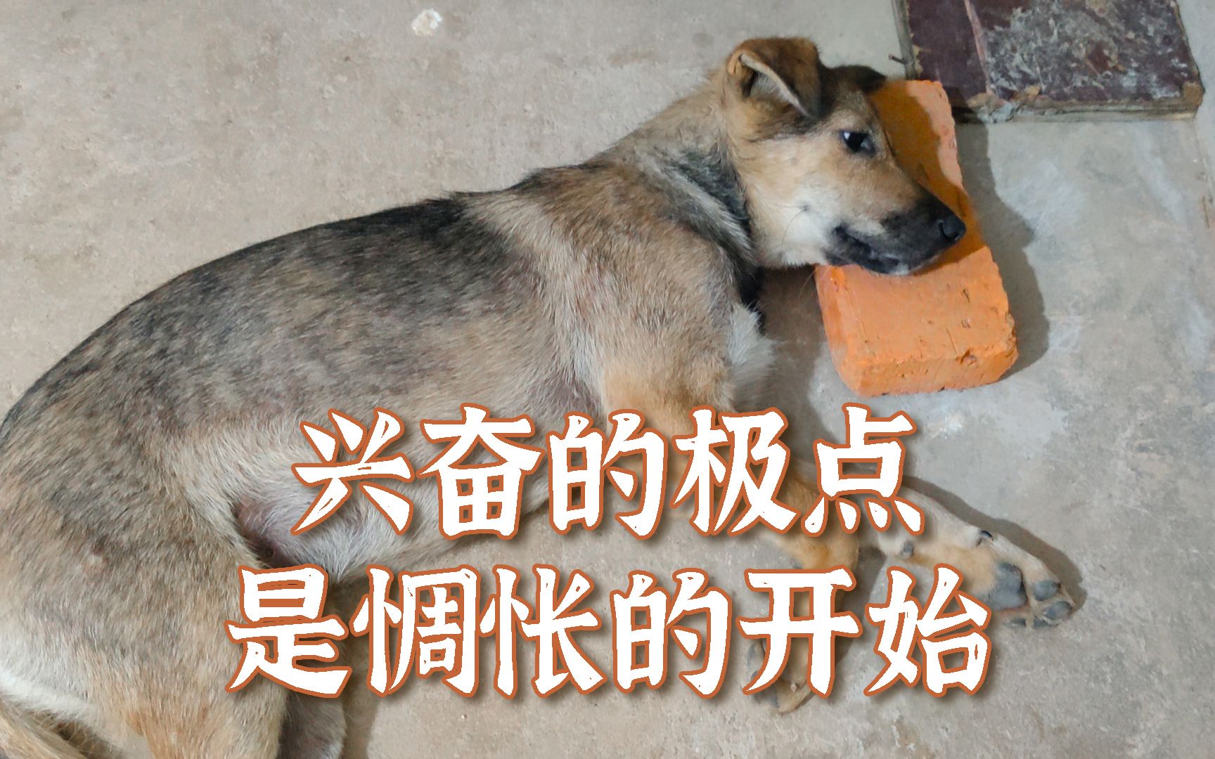 [图]这就是田园犬不拆家的原因