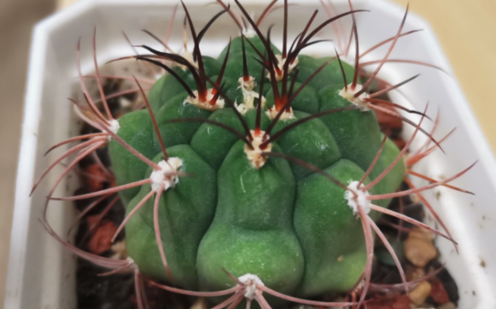 仙人球-新天地(水)