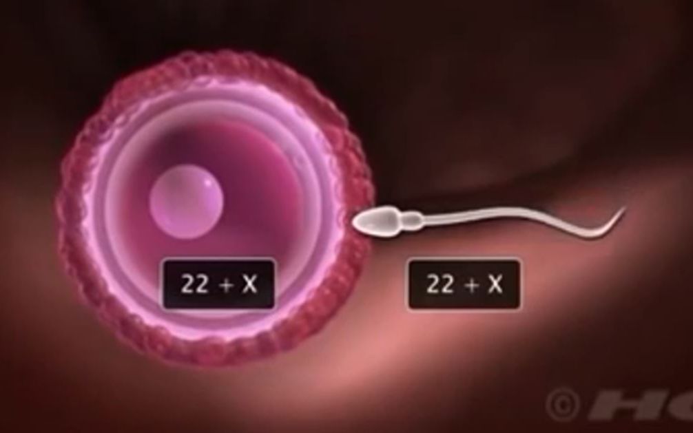 [图]受精（精卵结合）、着床（原标题：Fertilization and Implantation 。。。）