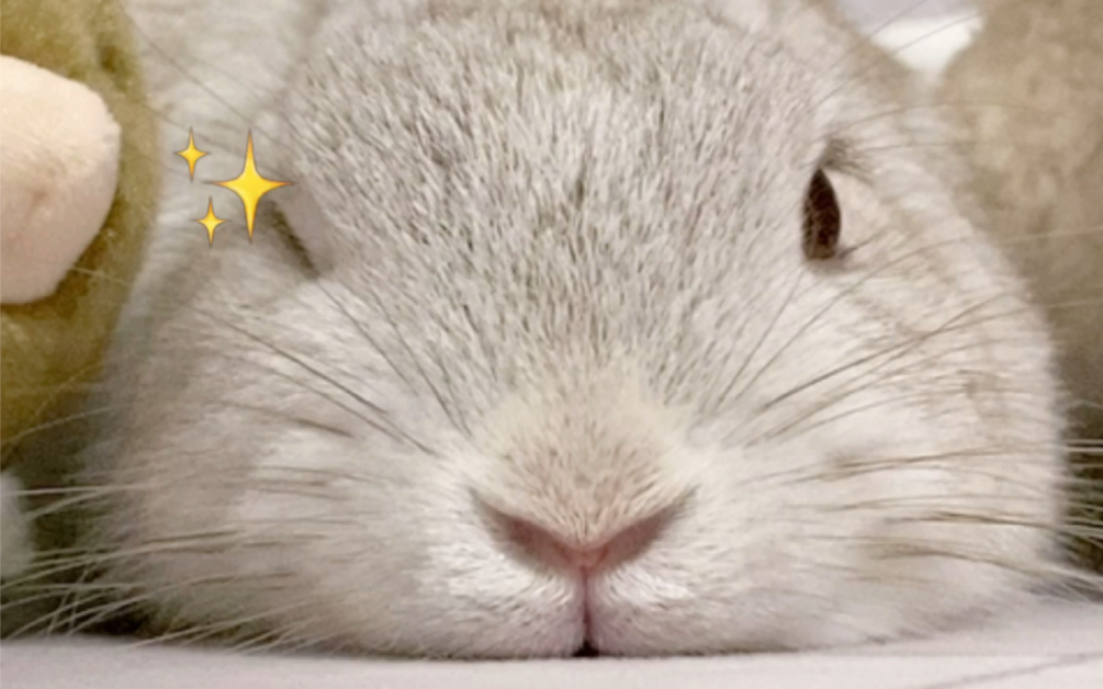 教你如何分辨真假兔子(笑