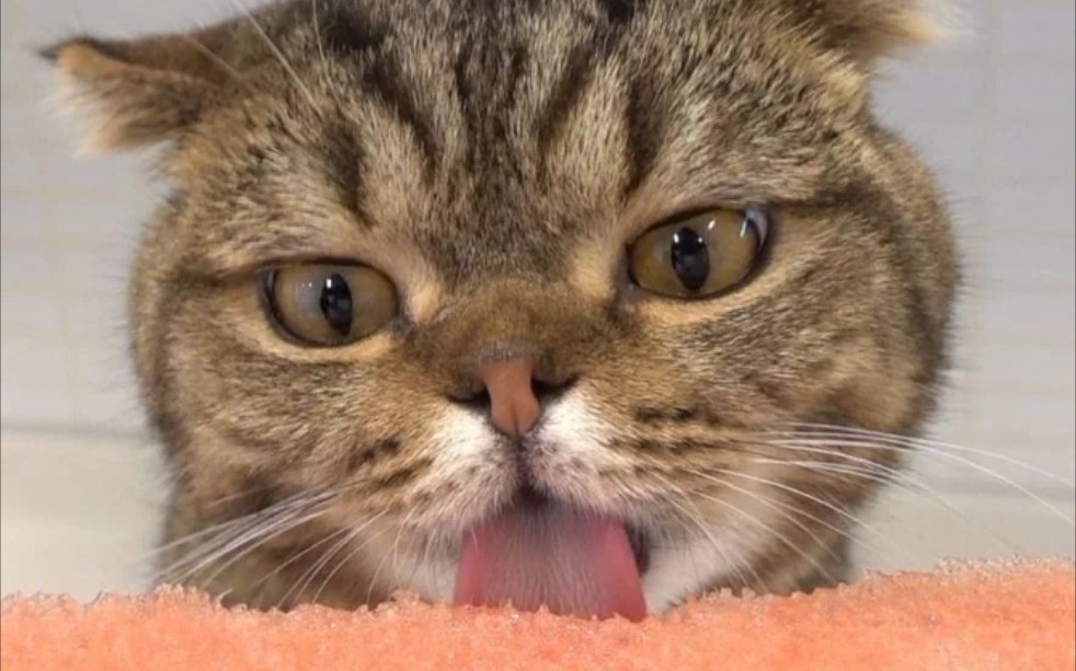 lulu猫(猪)不顾一切的吃 太可爱了 每日云吸猫打卡!