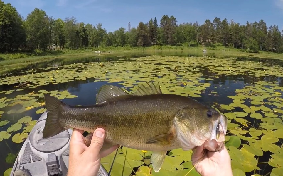 人人都会用简单的方法破解重草区钓鲈鱼,让你鱼儿连杆不断