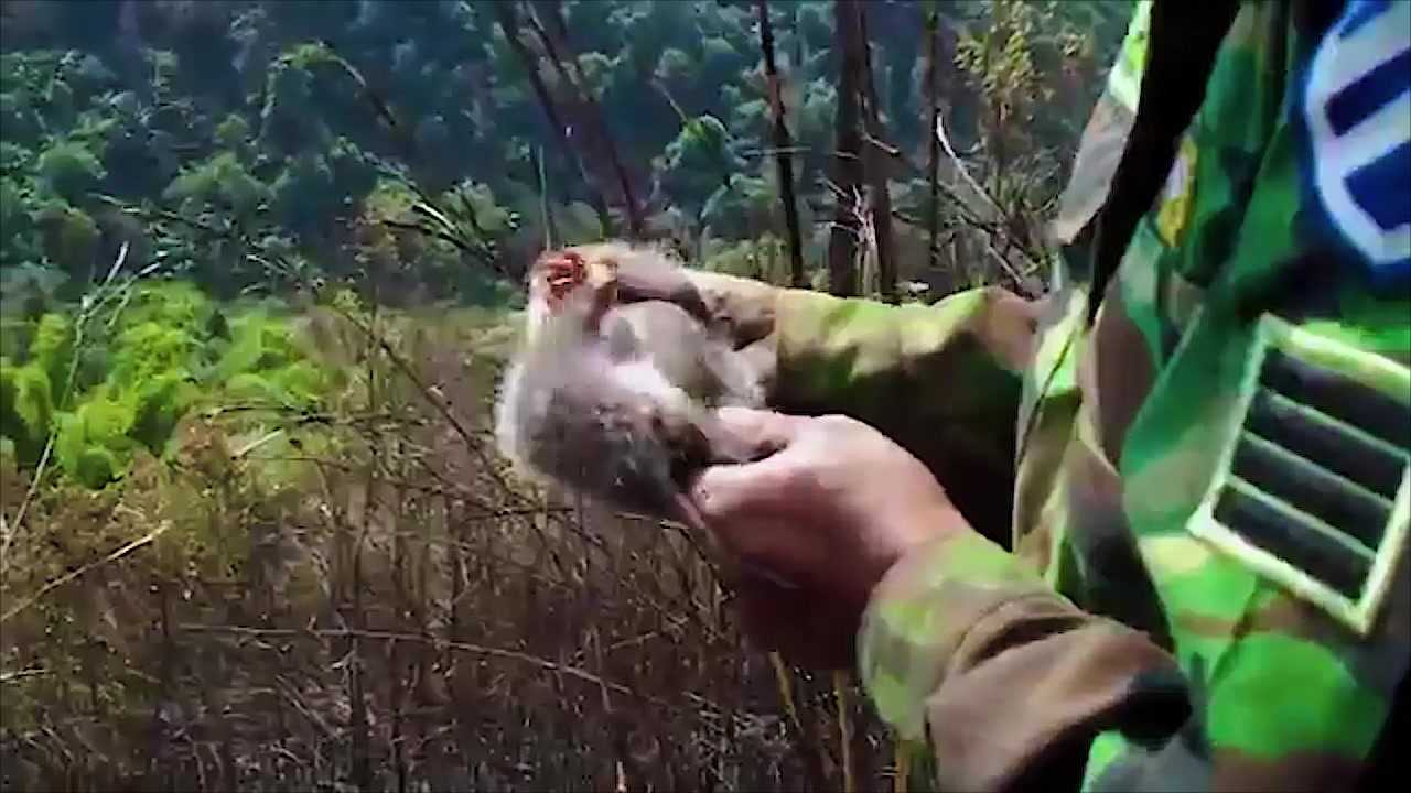 找到的野生竹鼠,挖了很多土才挖到,龇牙咧嘴还挺野的,太可爱了哔哩哔哩bilibili