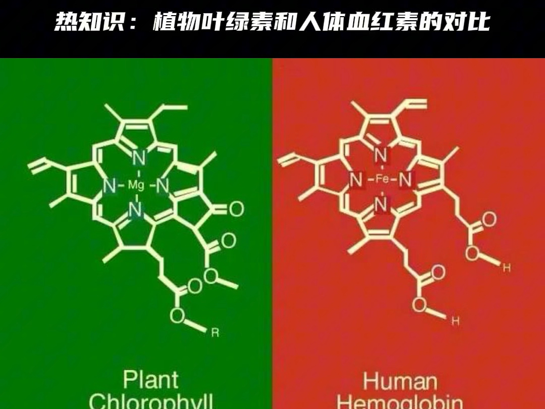 一个有趣的热知识:植物叶绿素和人体血红素的对比,是不是有点相似?哔哩哔哩bilibili