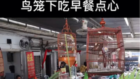 纸雕 鸟笼 哔哩哔哩 つロ干杯 Bilibili