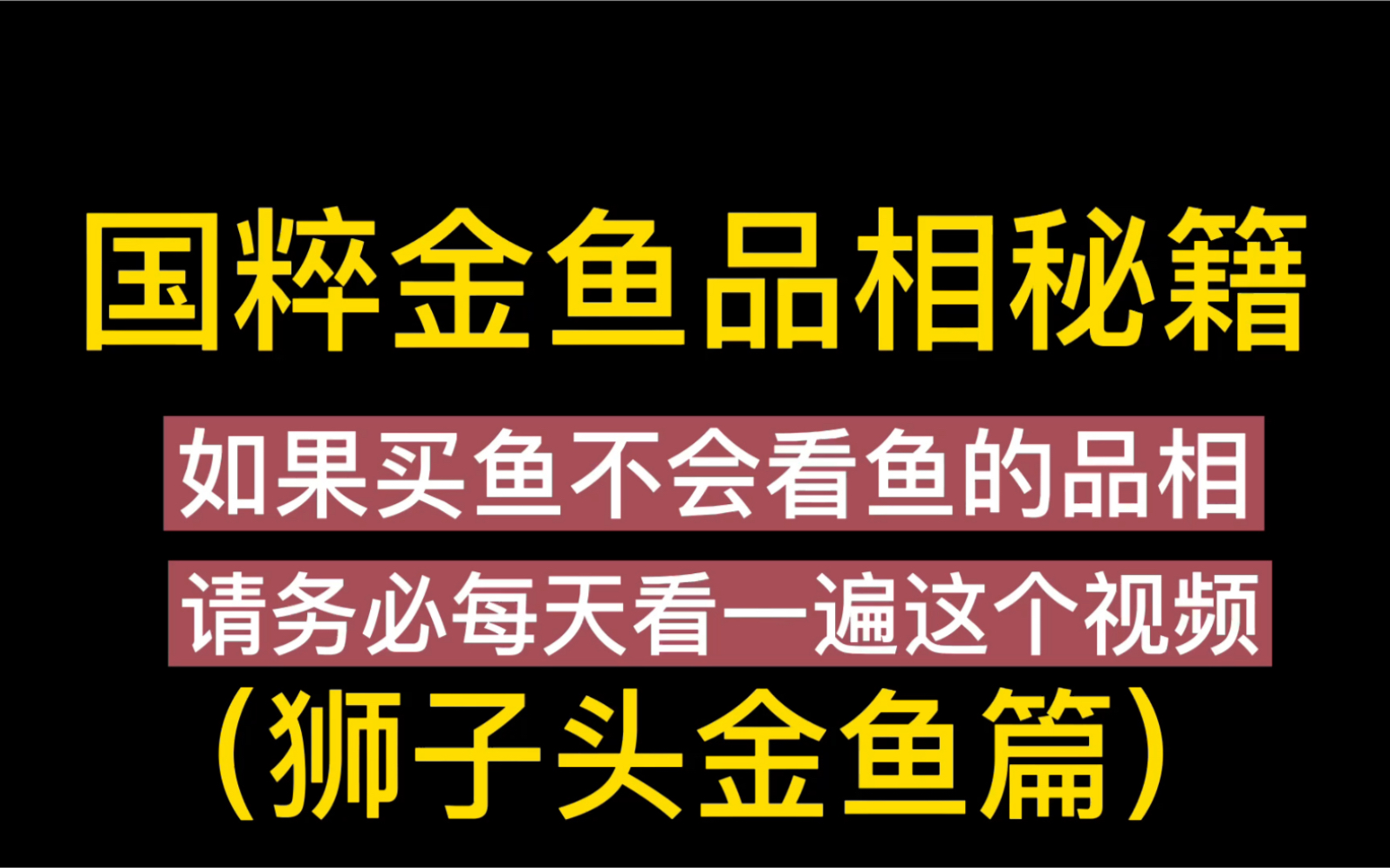 国粹金鱼品相秘籍,狮子头金鱼篇,没人看,我也要把这一系列做完!哔哩哔哩bilibili