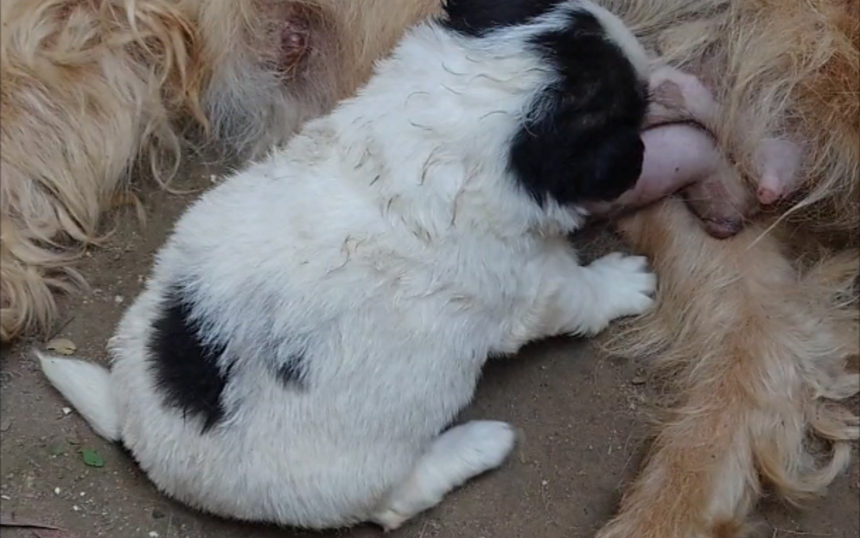 不是吧,这也算搞色情?小奶狗吃奶而已啦