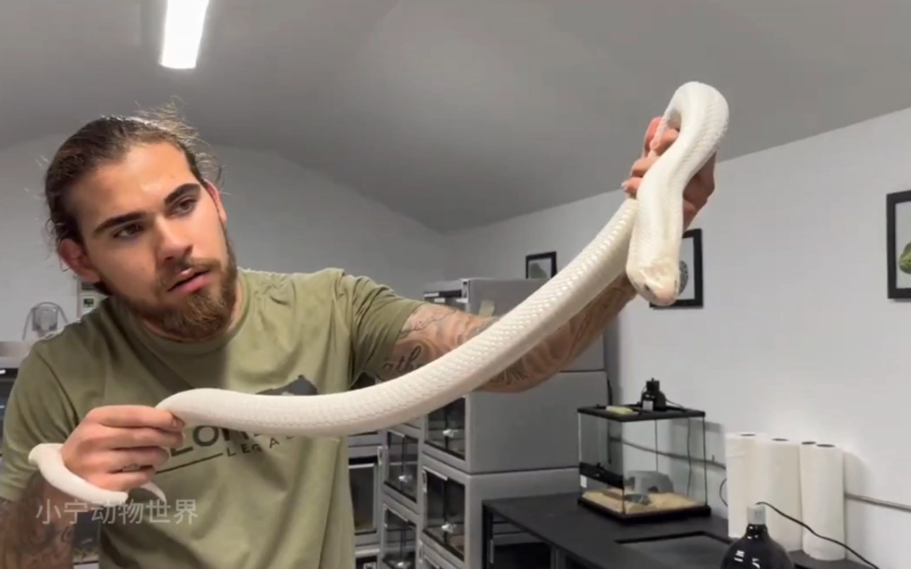 白化眼镜蛇,还挺漂亮