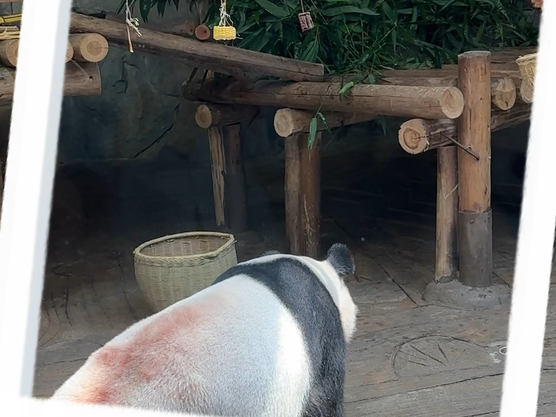 大熊猫版本的请你不要到处扣扣?