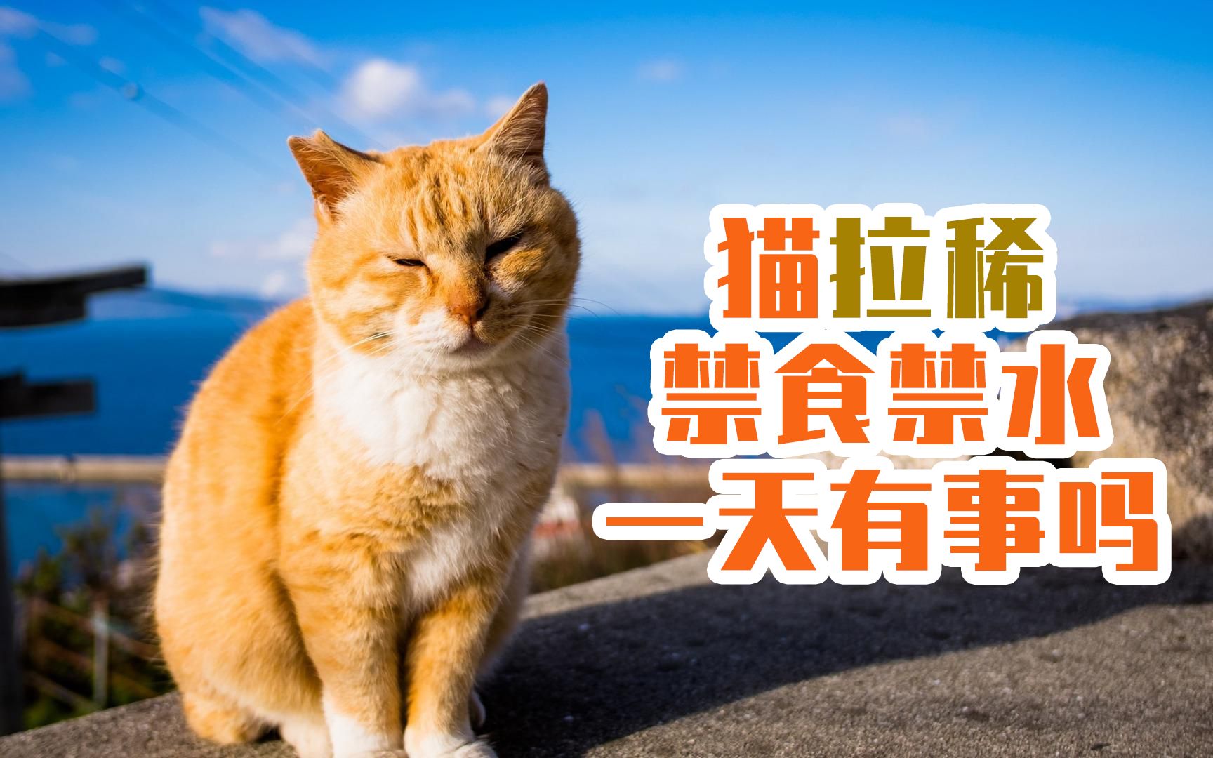 猫拉稀禁食禁水一天有事吗哔哩哔哩bilibili