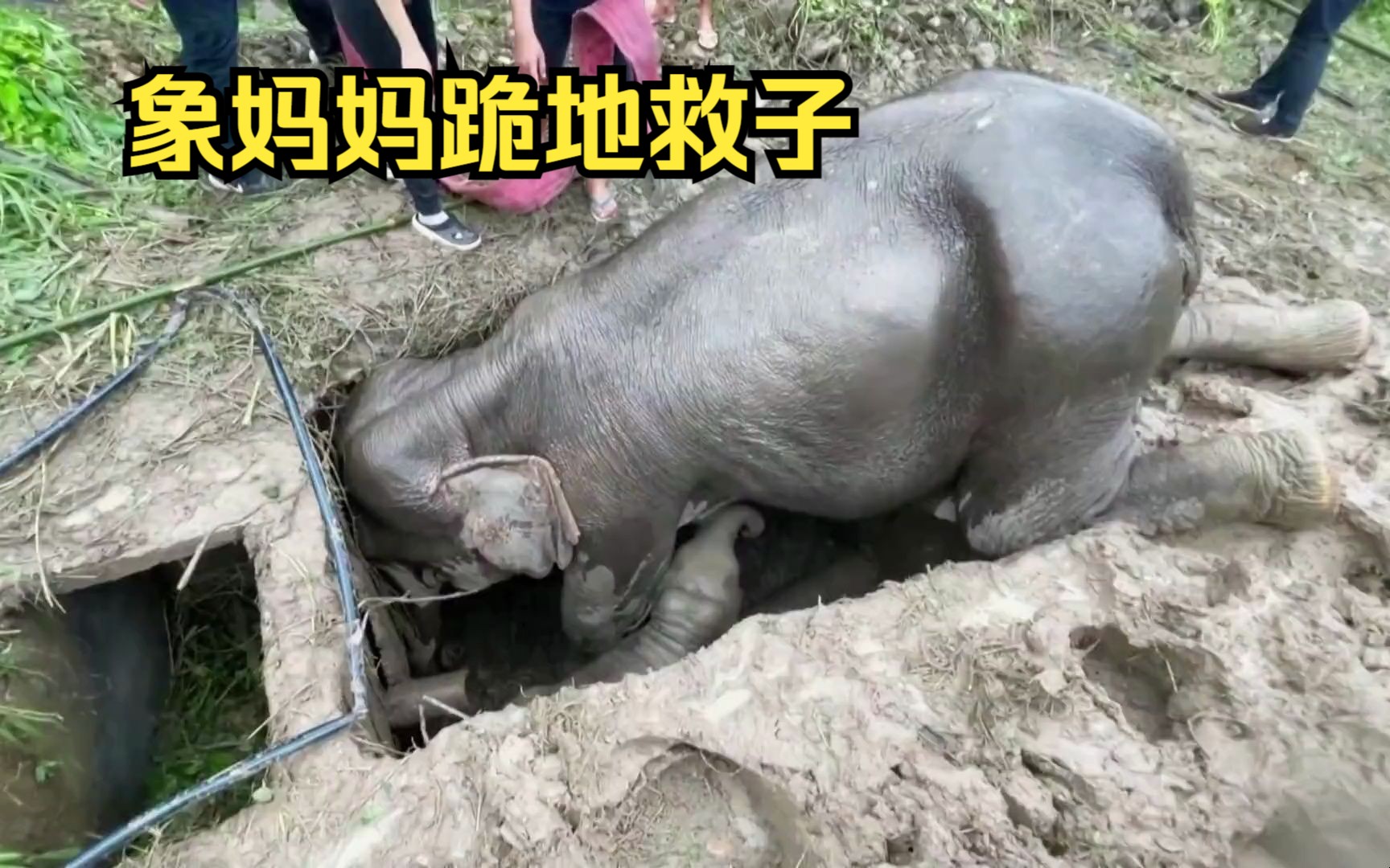 象妈妈母婴公司(象妈妈母婴护理中心)-第1张图片-鲸幼网