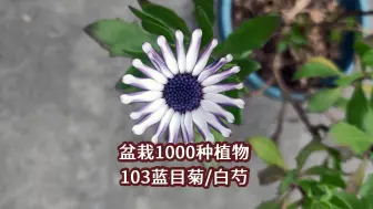 Download Video: 盆栽1000种植物｜103 蓝目菊（白芍）