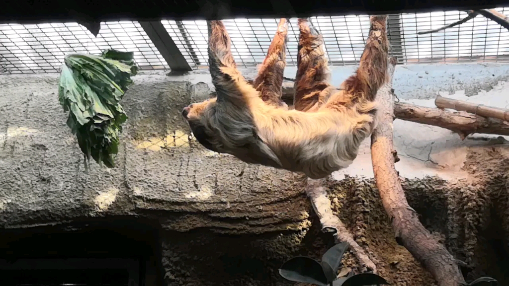 北京动物园的二趾树懒和大食蚁兽