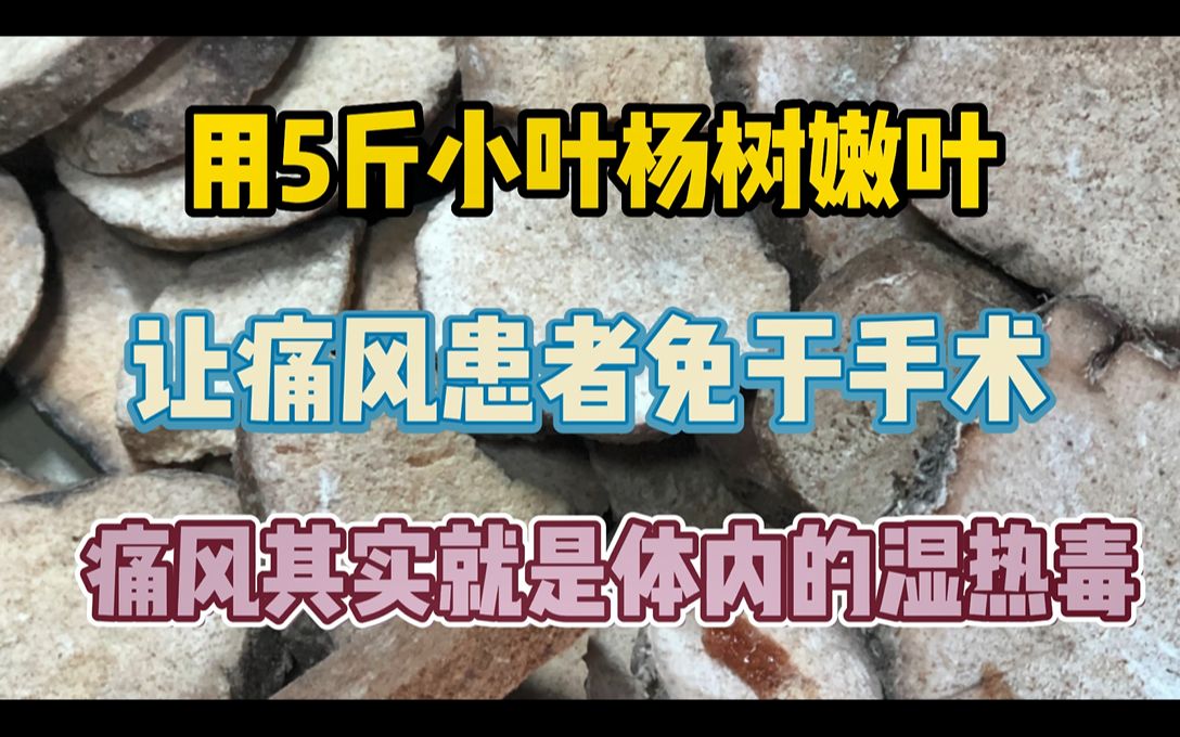 用5斤小叶杨树嫩叶,解决患者痛风,痛风其实就是体内的湿热毒哔哩哔哩bilibili