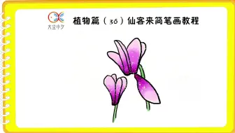 植物篇（36）仙客来简笔画教程