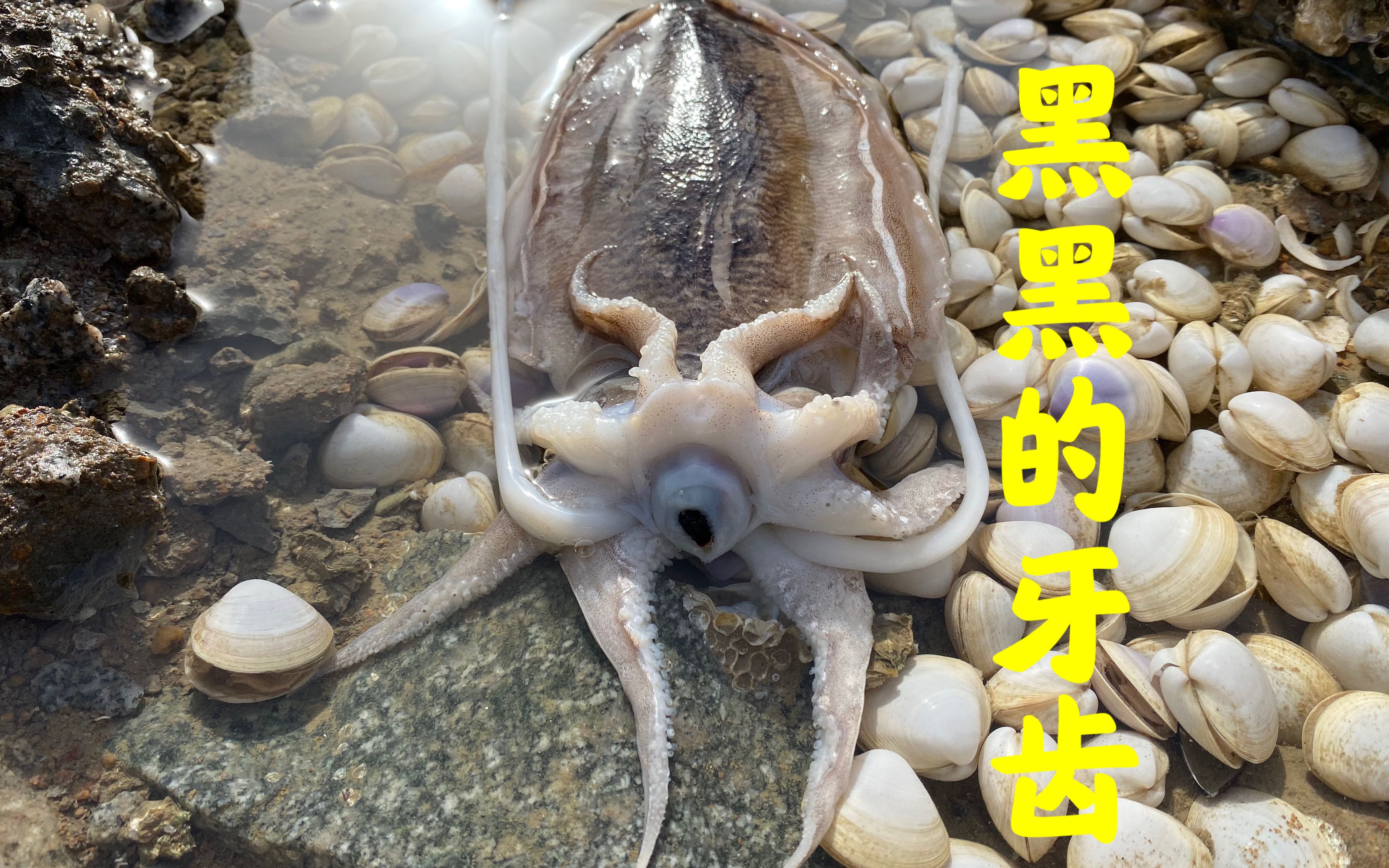 退潮后的海边,大洋赶海发现长着黑黑牙齿的大墨鱼,给它起锅烧油
