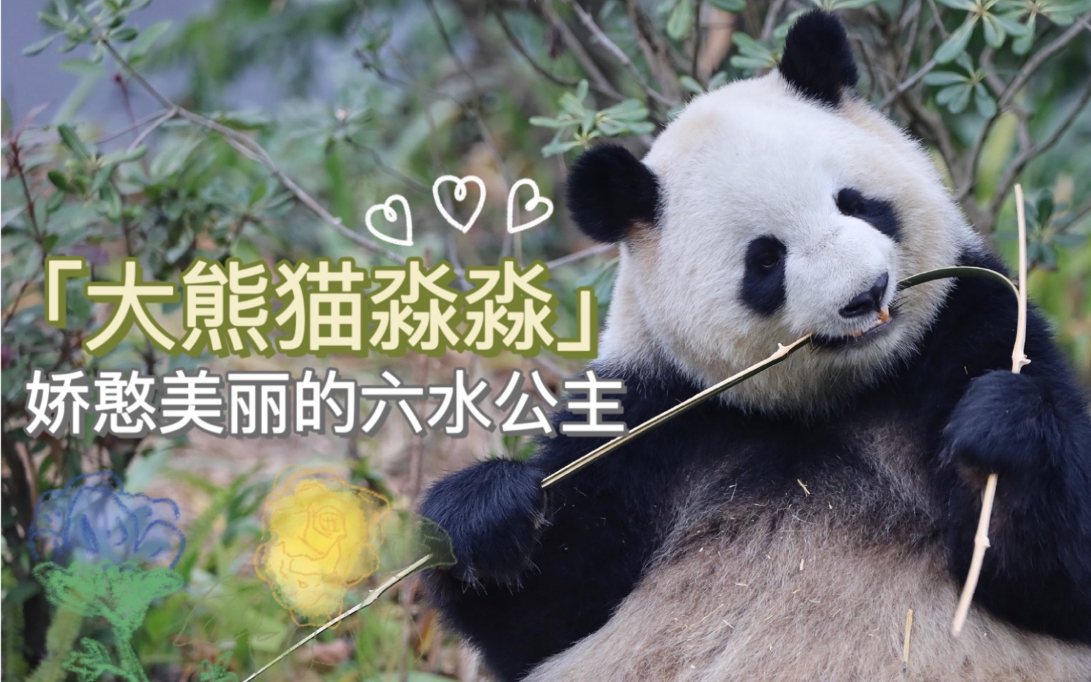 我的心上熊 大熊猫淼淼 娇憨美丽的六水公主