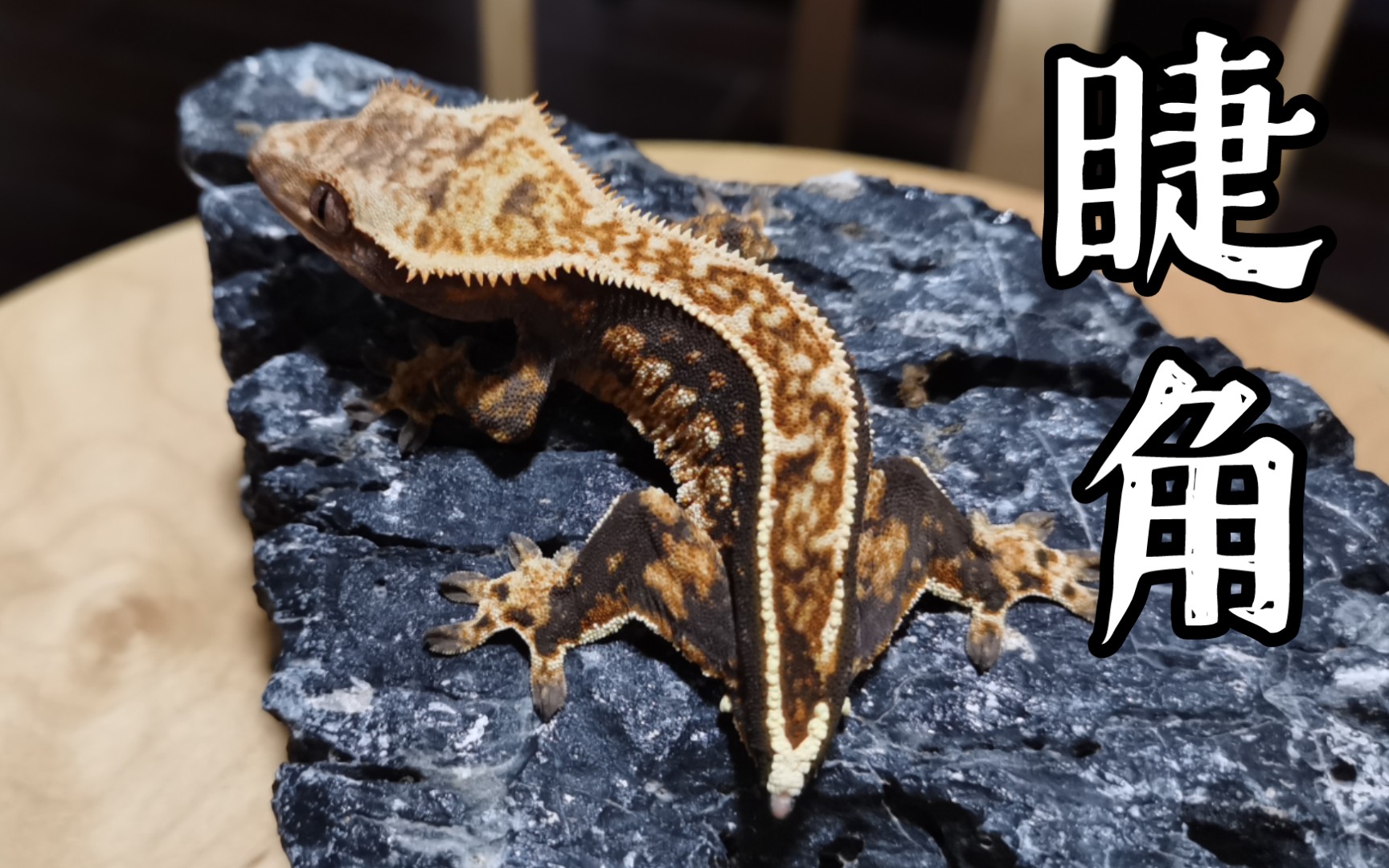 【睫角守宫】见见屎黄色和虎纹的两只三色奶油小丑