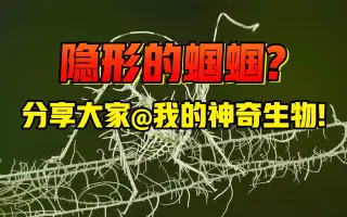 网络疯传的短视频“隐形蝈蝈”，是何方神物？分享大家艾特我的神奇生物