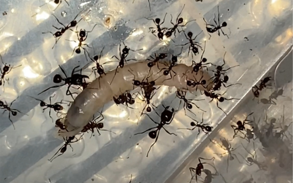 全异盲切叶蚁_哔哩哔哩 (゜-゜)つロ 干杯~-bilibili