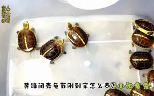 Скачать видео: 黄缘闭壳龟35问之第20问：黄缘闭壳龟苗刚到家怎么养？