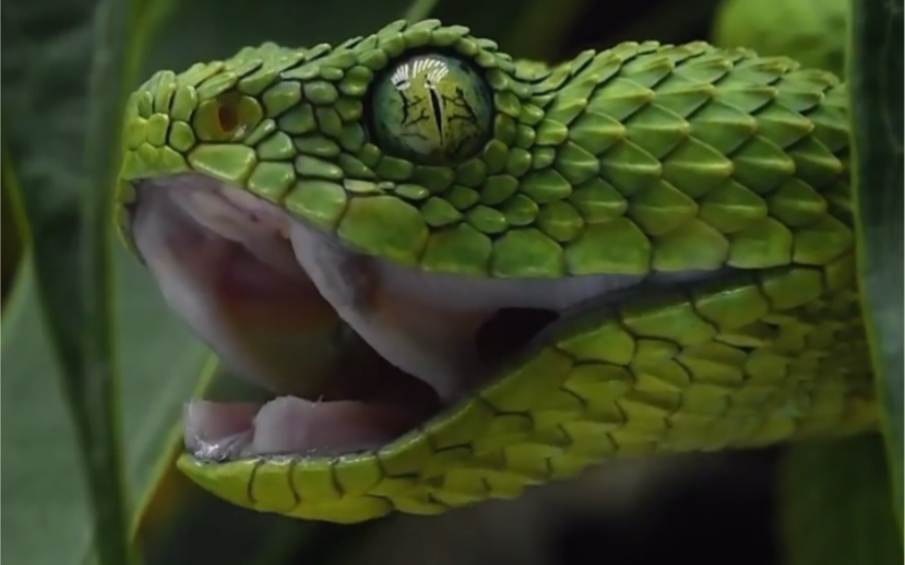 有毒的绿色蝰蛇,被咬上一口你就可以领盒饭了