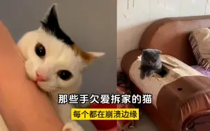 Télécharger la video: 那些手欠爱拆家的猫咪，每个点都在崩溃的边缘