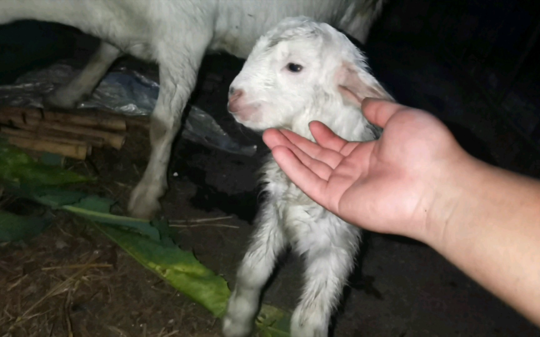 今天出生一只漂亮的小羊