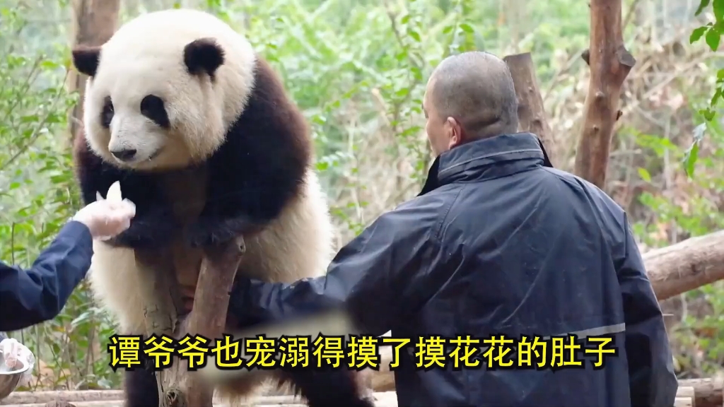 大熊猫荷花和谭爷爷图片