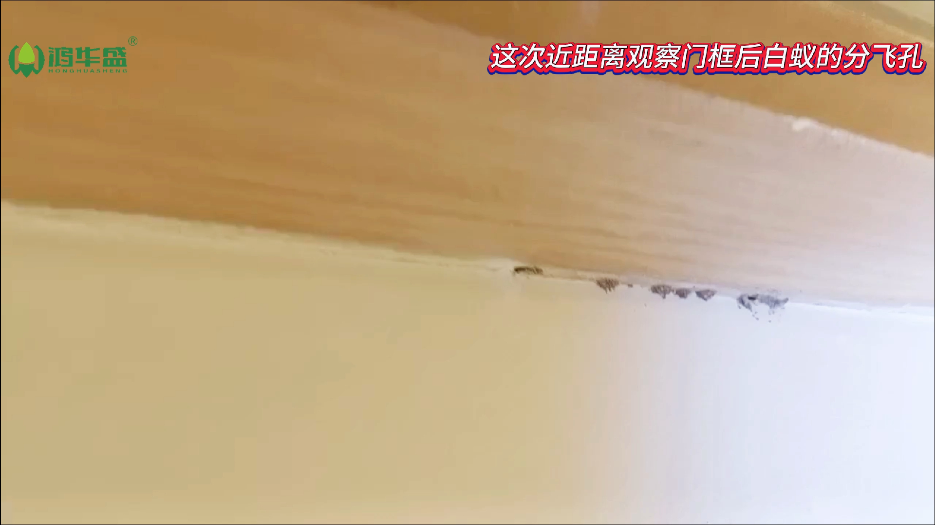 这次近我们距离观察门框后白蚁的分飞孔