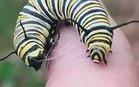 【黑脉金斑蝶Danaus plexippus】君主斑蝶的幼虫哔哩哔哩bilibili