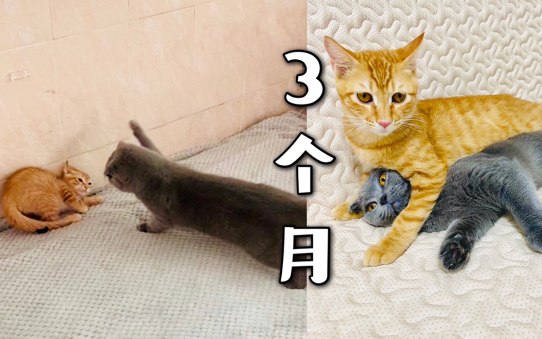 别惹橘猫,橘猫报仇,只需3个月哔哩哔哩bilibili