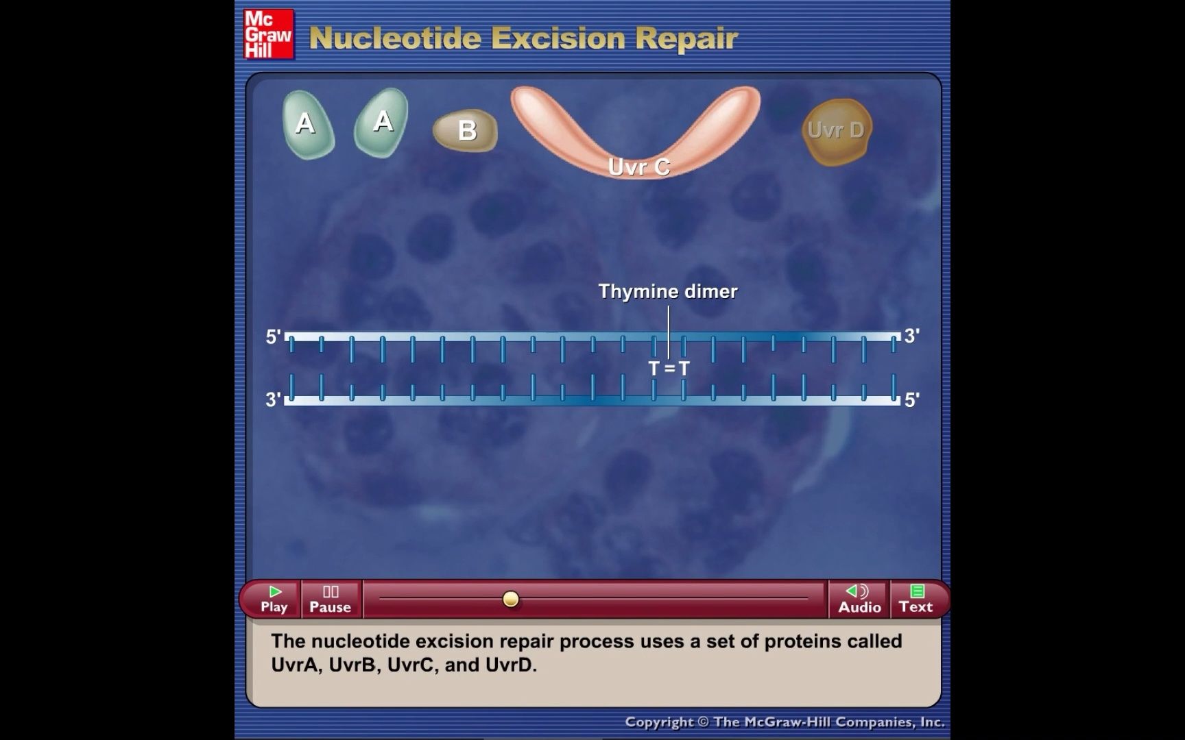 DNA切除修复nucleotide excision repair动画哔哩哔哩bilibili