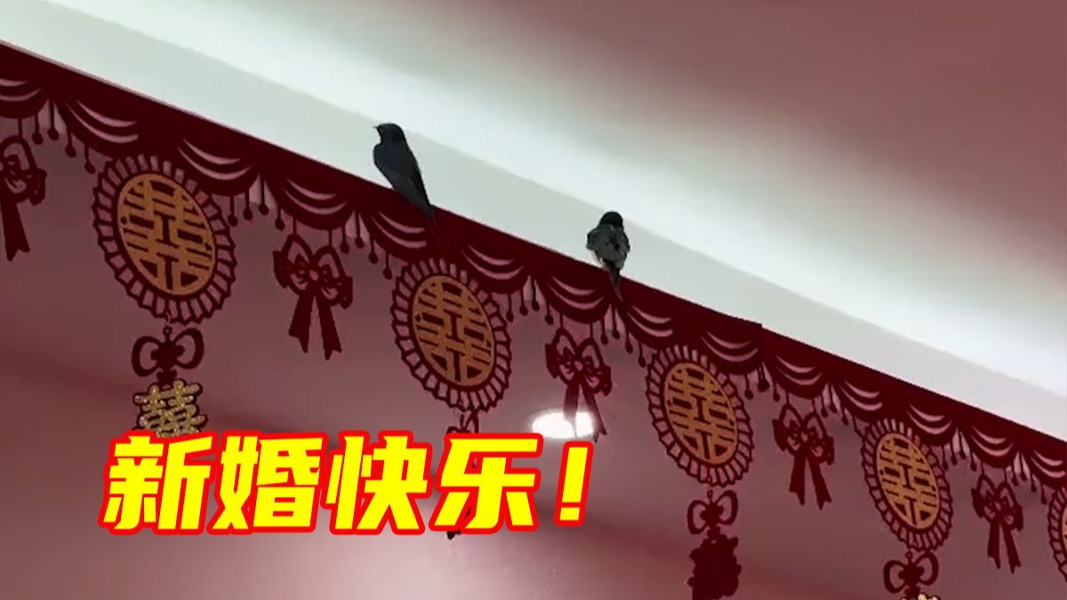 新人结婚当天 ，燕子成对落在喜字上。网友：新婚快乐，天官赐福！