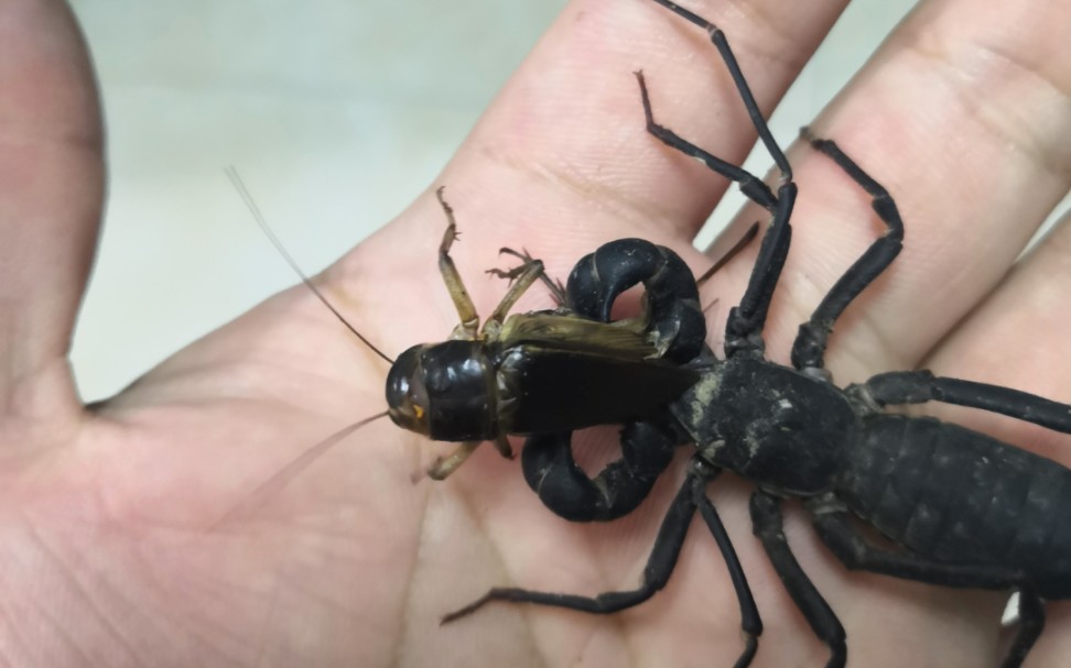 【捕食】鞭蝎快攻