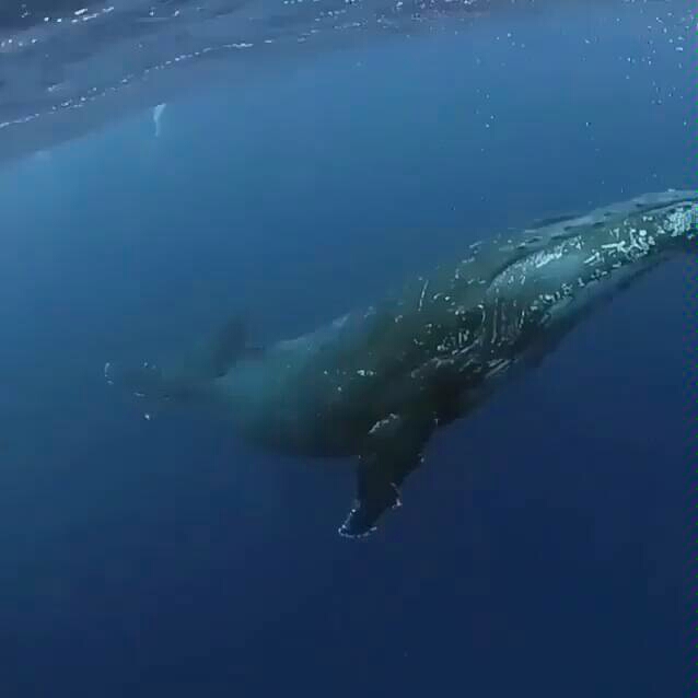 【海洋】自大海的空靈聲音——鯨魚的歌聲 深海恐懼症瞭解一下