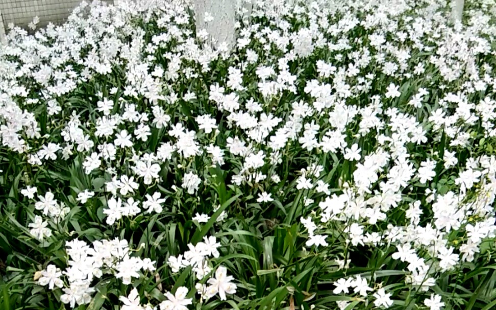 【白花鳶尾iris tectorum f. alba】你在野外看見過她嗎?